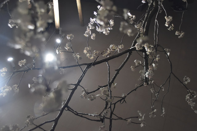 毒山凡太朗《Synchronized Cherry Blossom》2019年