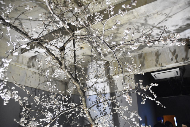 毒山凡太朗《Synchronized Cherry Blossom》2019年