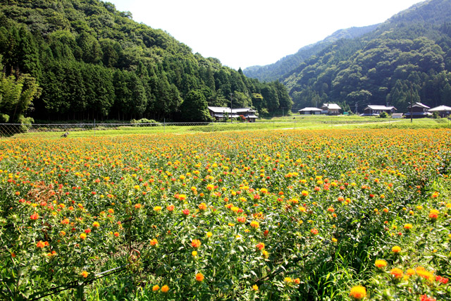 伊賀上野の紅花畑