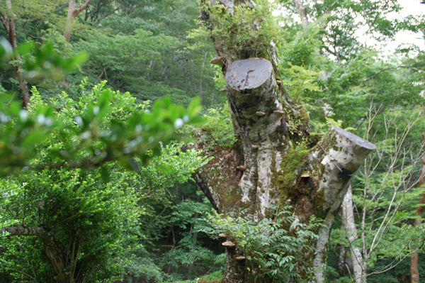 2010年に枝を伐採されたブナの巨木（2012年撮影）