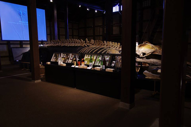 酒蔵にクジラの骨格標本が鎮座。日本酒を彩る多様な生きものと題して、日本酒のラベルに登場するさまざまな生物を紹介：「自然史博物館が仕かける 「Where culture meets nature」展」赤坂志乃