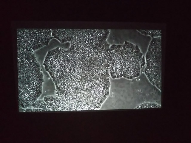 林 勇気×京都大学iPS細胞研究所 (CiRA)《細胞とガラス》