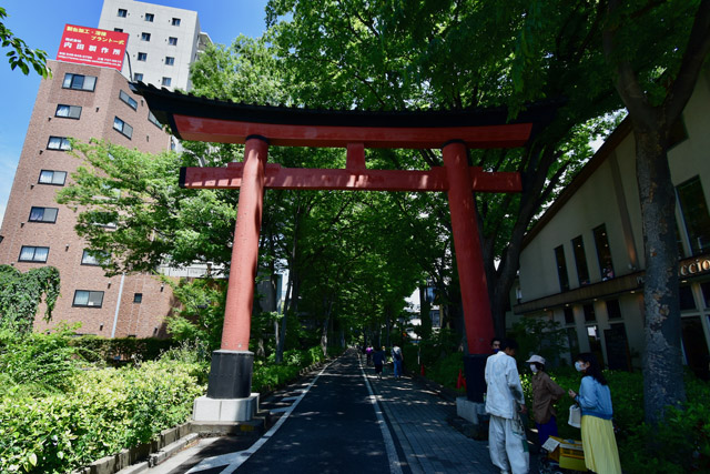 氷川参道・一の鳥居。緑のトンネルがどこまでも続いているようだ