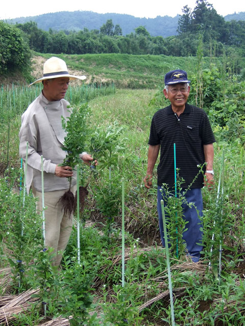 紫草を栽培する竹田市を訪ねた吉岡さん（左）