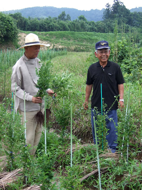 紫草を栽培する竹田市を訪ねた吉岡さん(左)
