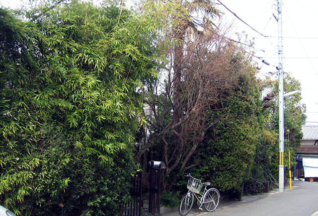 染司よしおかの工房。前庭に胡桃(くるみ)や椿などの染料植物が植えられています。(撮影:筆者)